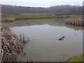 Pond in Claybury Park