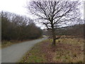 Ash Plantation, Claybury Park