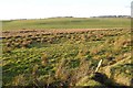 Wetland near Holehouse