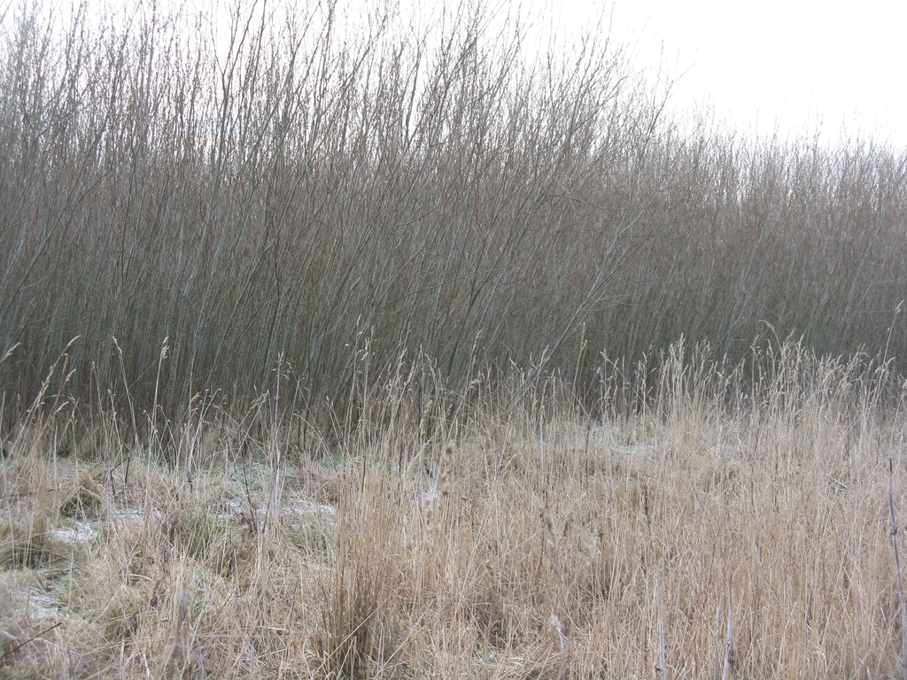 willow short rotation coppice