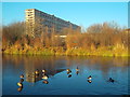 TQ3377 : Ducks on a frozen lake, Burgess Park by Malc McDonald