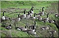 Canada geese by the Camel