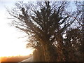 Trees by Charlwood Road, Lowfield Heath