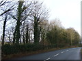 Woodland beside Ilkley Road