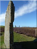 HY2913 : Ring of Brodgar - Standing stones by Rob Farrow