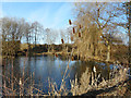 Pond north of Silchester Road