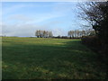 Grazing, Carr Bank