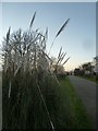 SZ7898 : Pampas grass, Walnut Tree, West Wittering by Rob Farrow