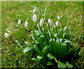 Galanthus nivalis, Common Snowdrop