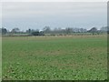 Sheep pasture, east of Waller House Farm