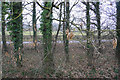 Woodland between the old and new A65