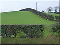 Hedge along a hill, Dunbiggan