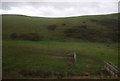 Hillside grazing, St Bees