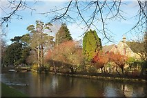 SP1620 : Willows by the Windrush, Bourton-on-The-Water by Derek Harper