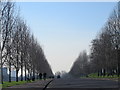 Tree-lined avenue in Finsbury Park