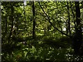 Woodland beside Loch Lomond