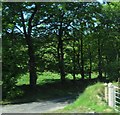 Forestry lane leading to the western section of the Fews Forest