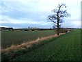 Fields on Houghton Green