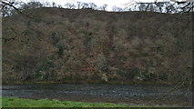 NT5934 : Looking across the River Tweed to the steep wooded lower bank of Bemersyde Hill by Clive Nicholson