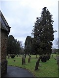 TQ0343 : Christ Church, Shamley Green: churchyard (c) by Basher Eyre