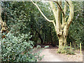 Path in Hainault Forest