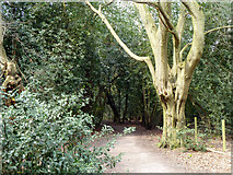 TQ4894 : Path in Hainault Forest by Robin Webster