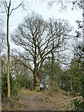 TQ4894 : In Hainault Forest by Robin Webster