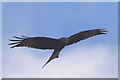 Red Kite above Braythorne