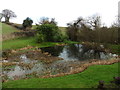 Ancient pond at Courtway