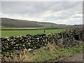 SD3980 : Fields next to Green Lane (Hampsfield Hall Farm) by David Dixon
