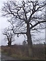 Trees on Lake Lane, Horley