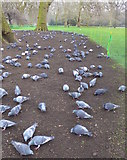 TQ2979 : Pigeons in St. James' Park, London by pam fray