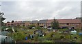 Allotments, Elm Park