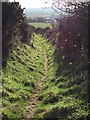 Hedge-lined Footpath