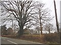 Trees by Copthorne Bank