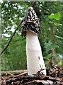 TQ7920 : Stinkhorn fungus, Brede High Woods by Patrick Roper