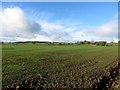 Arable field north of Dovecote Farm