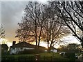 Trees at the end of Wemborough Road