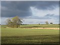 Winter cereal crops, Dovecote Farm