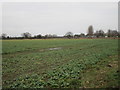 Field of oilseed rape, Cliffe Common