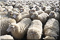 Shearing Sheep at the Showground West Bay (2)
