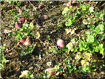 TG0813 : Stubble turnips by Evelyn Simak