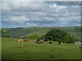 Cattle, Dyke Hill