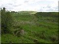 Rough pasture near Dodside