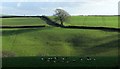 Tree and cattle above Meethe