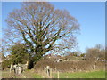 Large tree on footpath to Hurstpierpoint