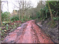 Forest track above Wester Sheardale