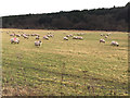 Sheep at Haugh Farm