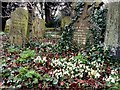 Snowdrops in Scawby churchyard