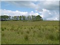 Pasture, Whitelee